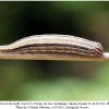 chazara bischoffii larva5b
